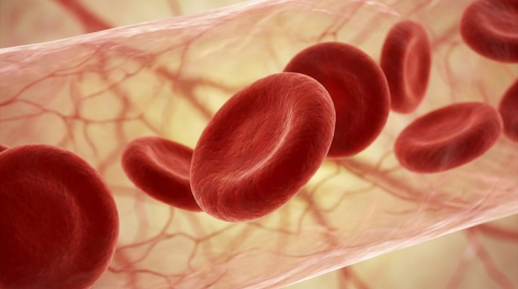 Illustration 3D de globules rouges circulant à l'intérieur d'un vaisseau sanguin.